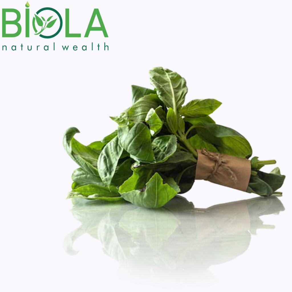 Basil