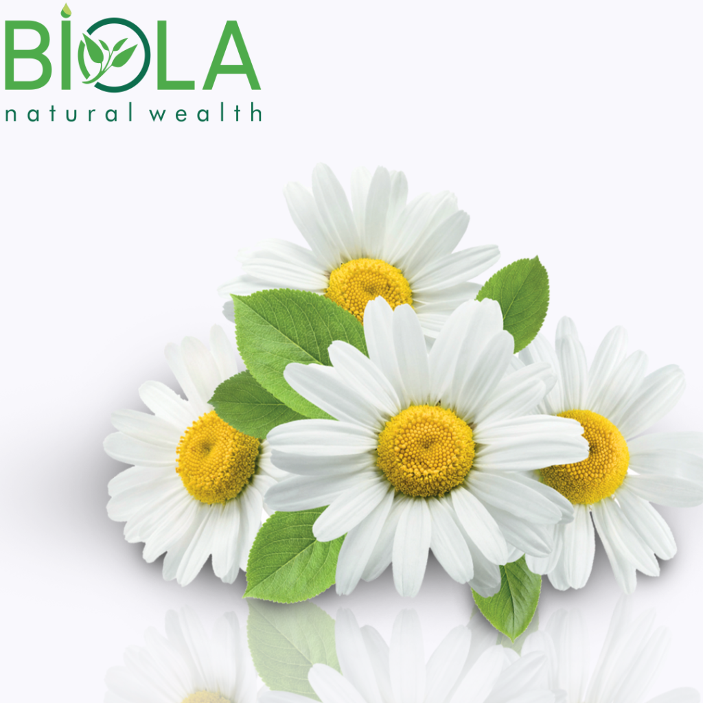 Chamomile