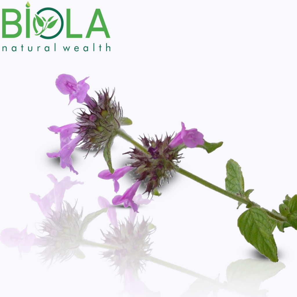 Wild Marjoram