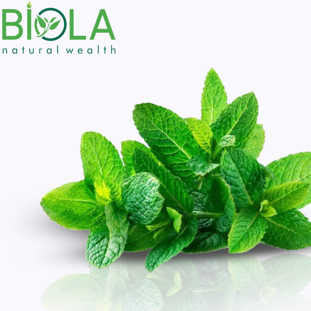 Wild Mint