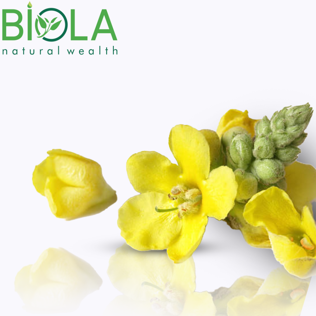 Dəvədabanı (Verbascum thapsus)