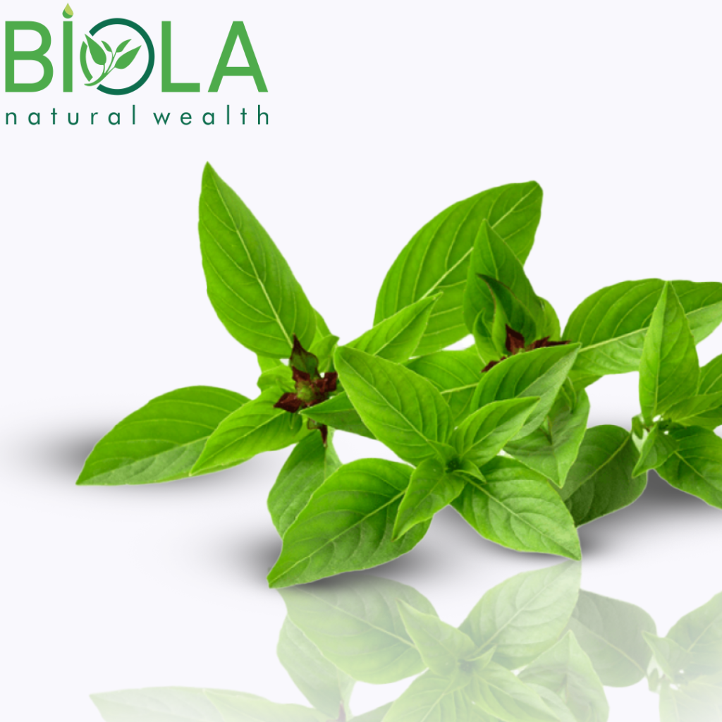 Basil