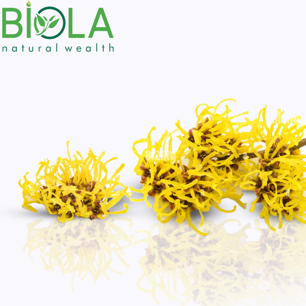 Witch Hazel