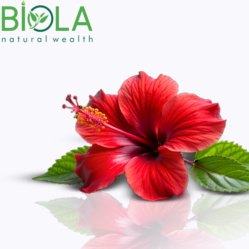 Hibiscus