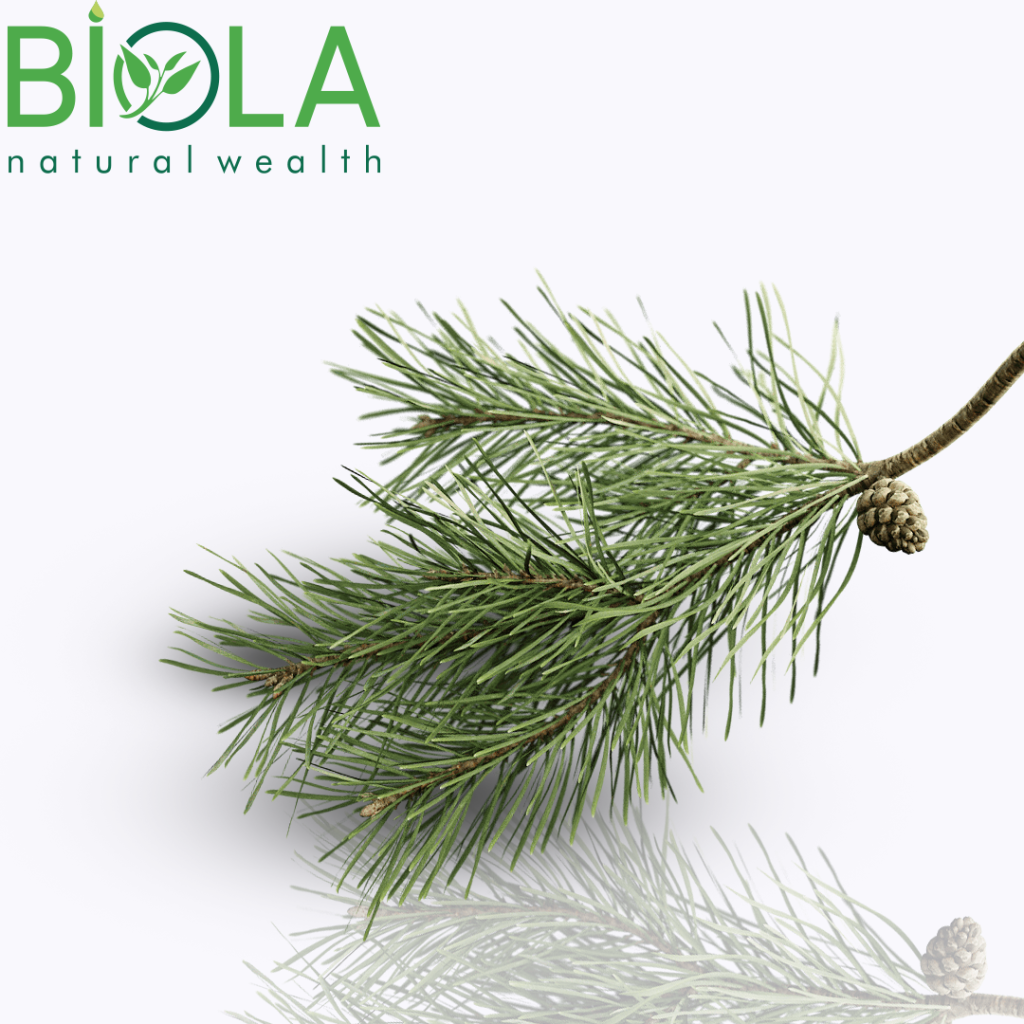 Scots Pine