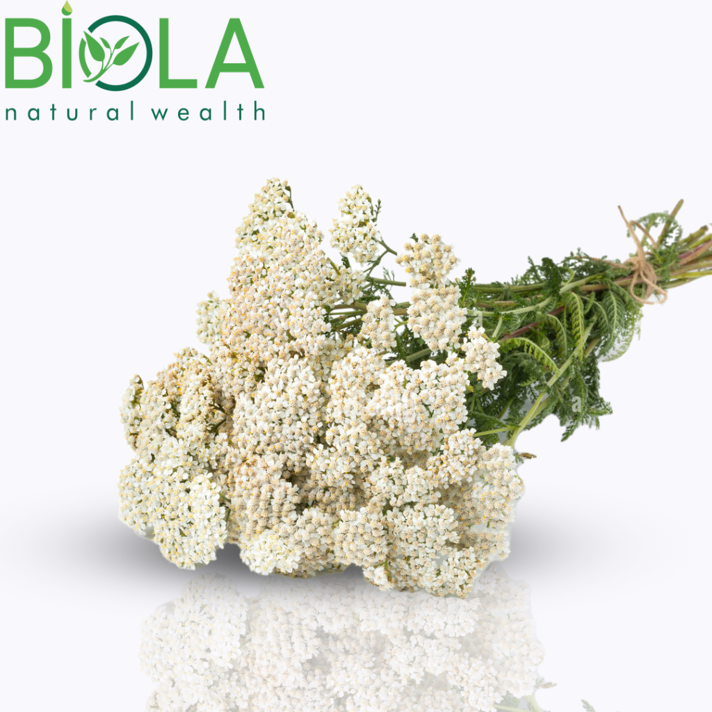 Yarrow