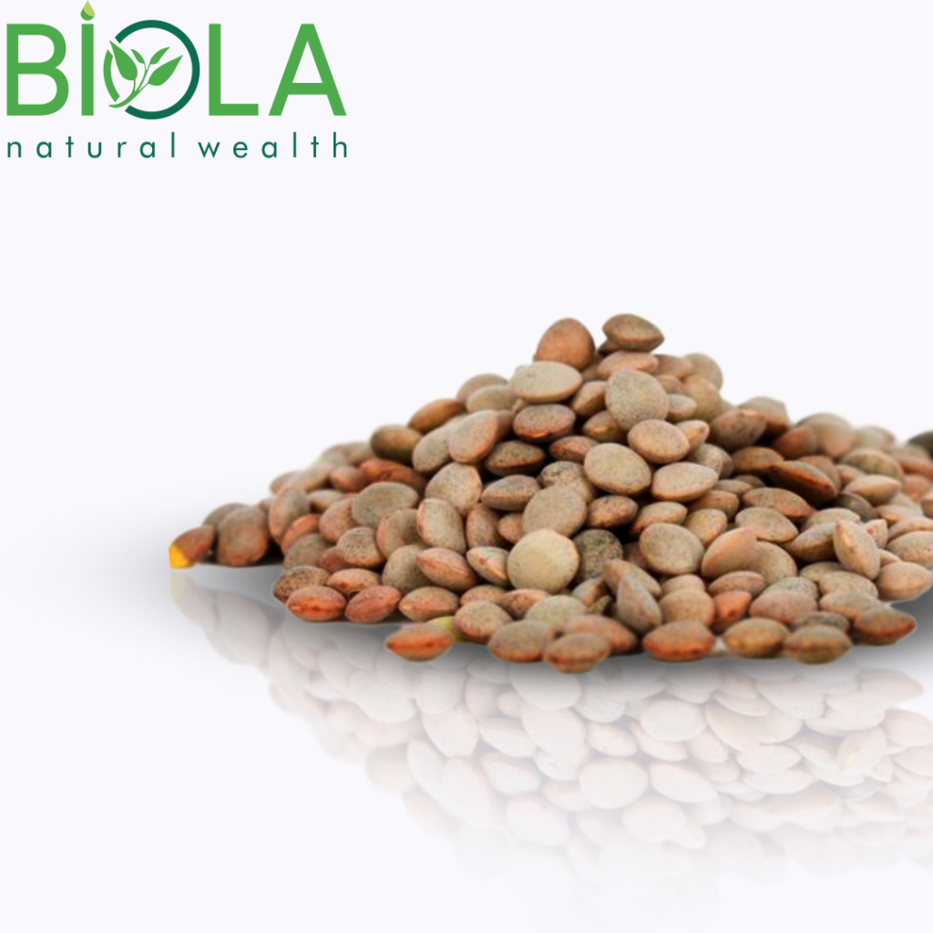 Lentil