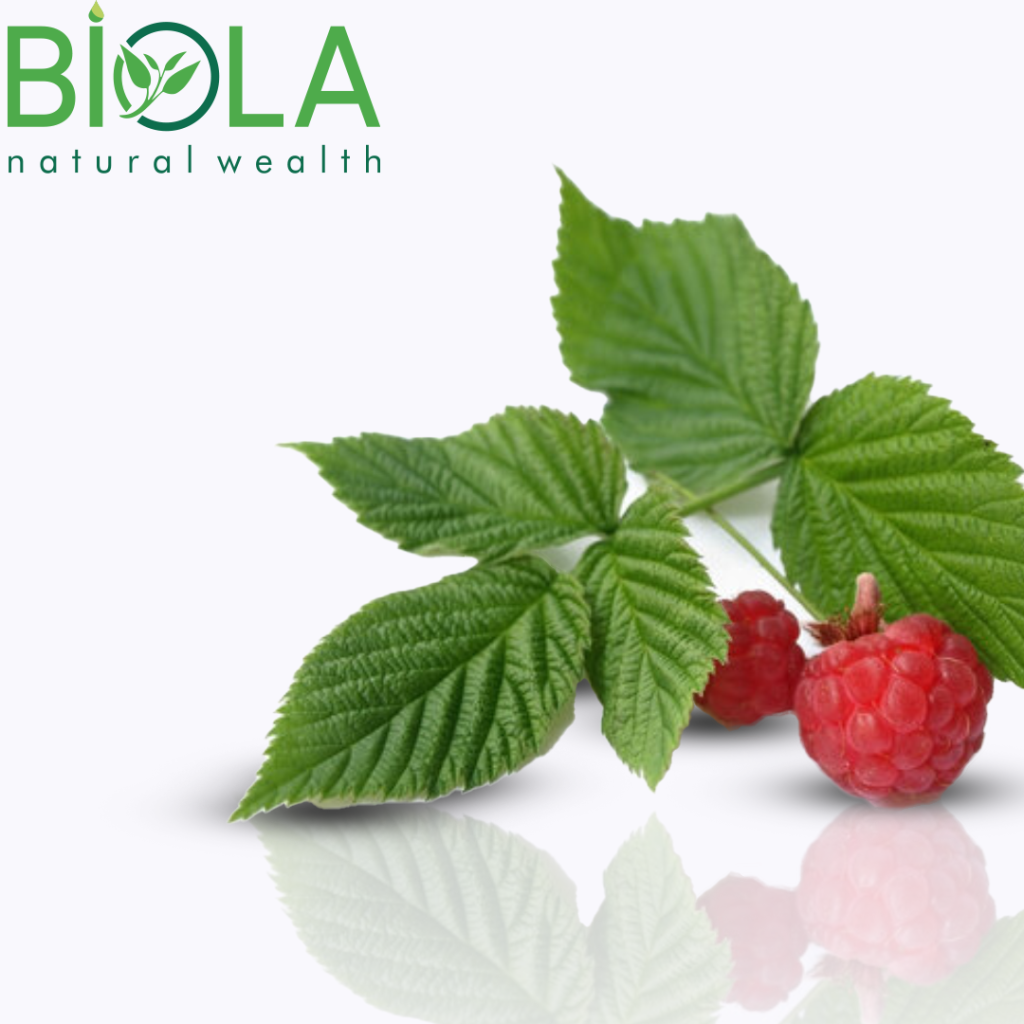Moruq yarpağı (Rubus idaeus)