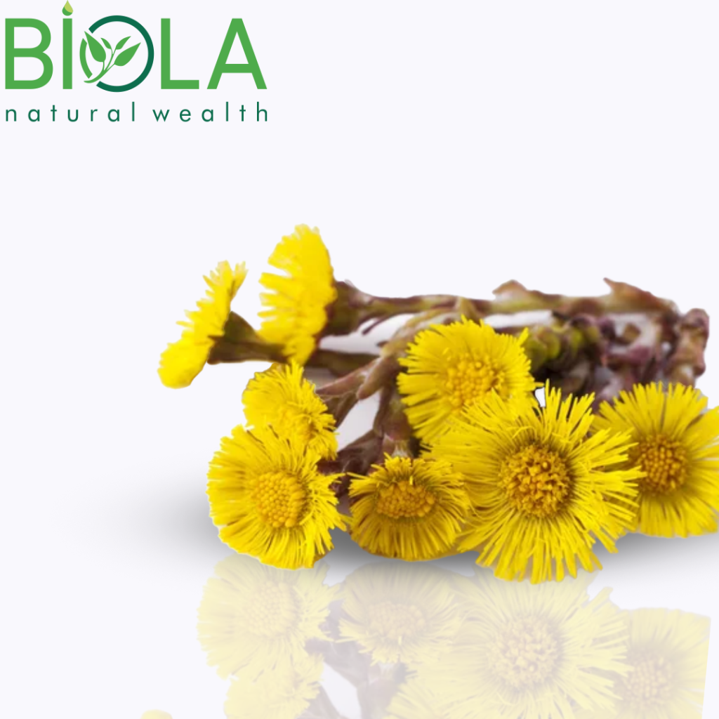Coltsfoot