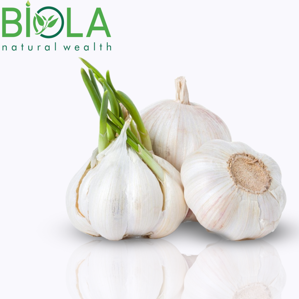 Garlic