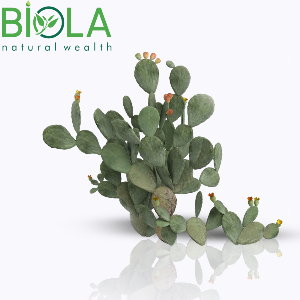 Prickly Pear