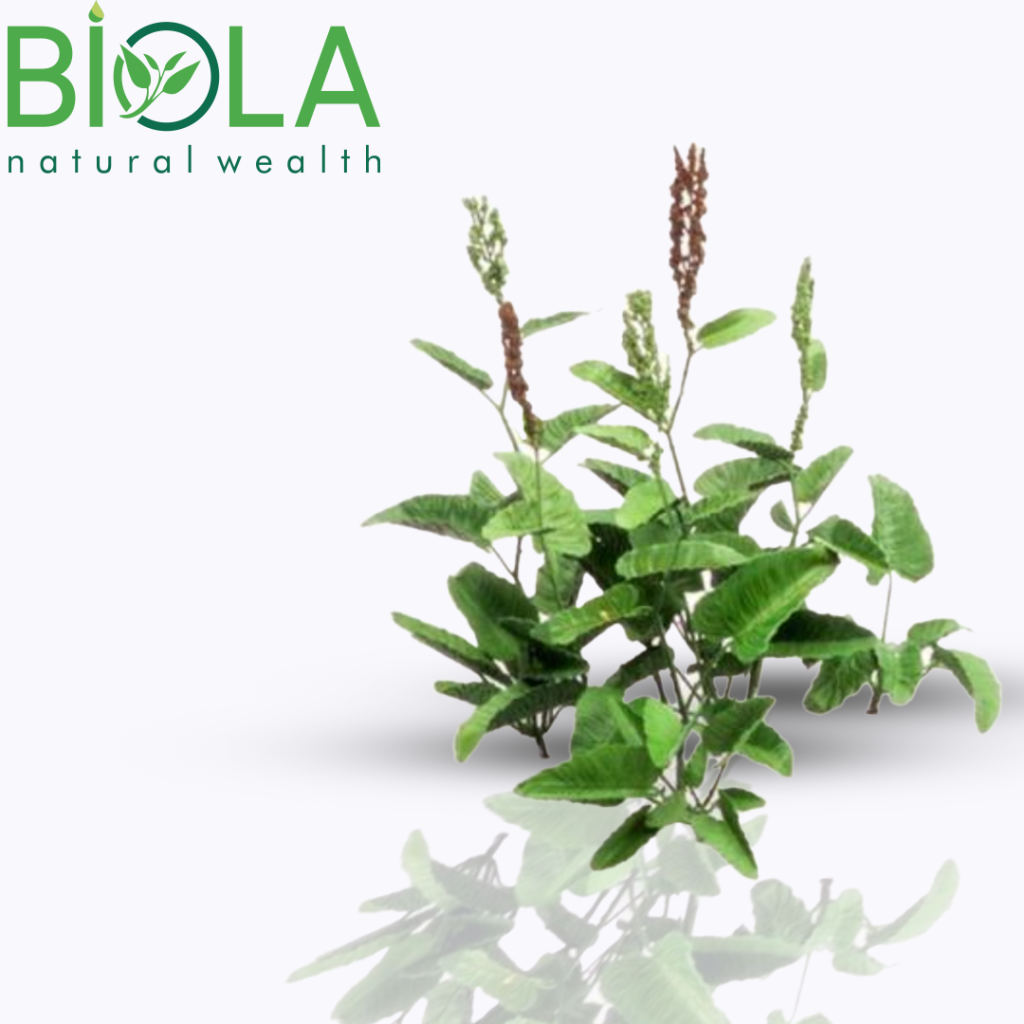 Horseweed