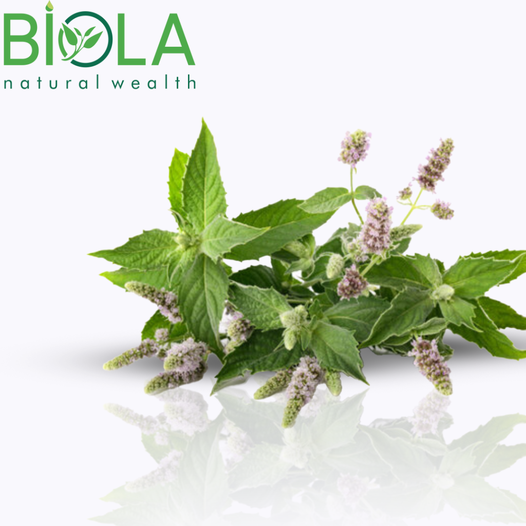 Wild Mint