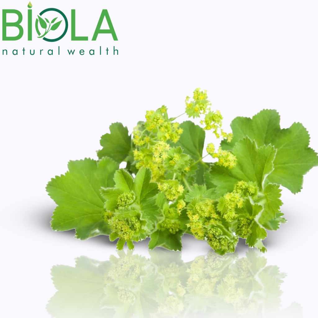 Lady’s Mantle