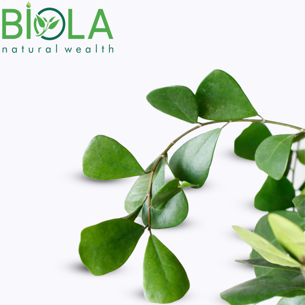 Ficus