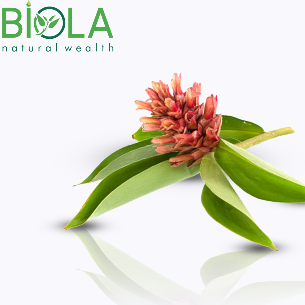 Costus