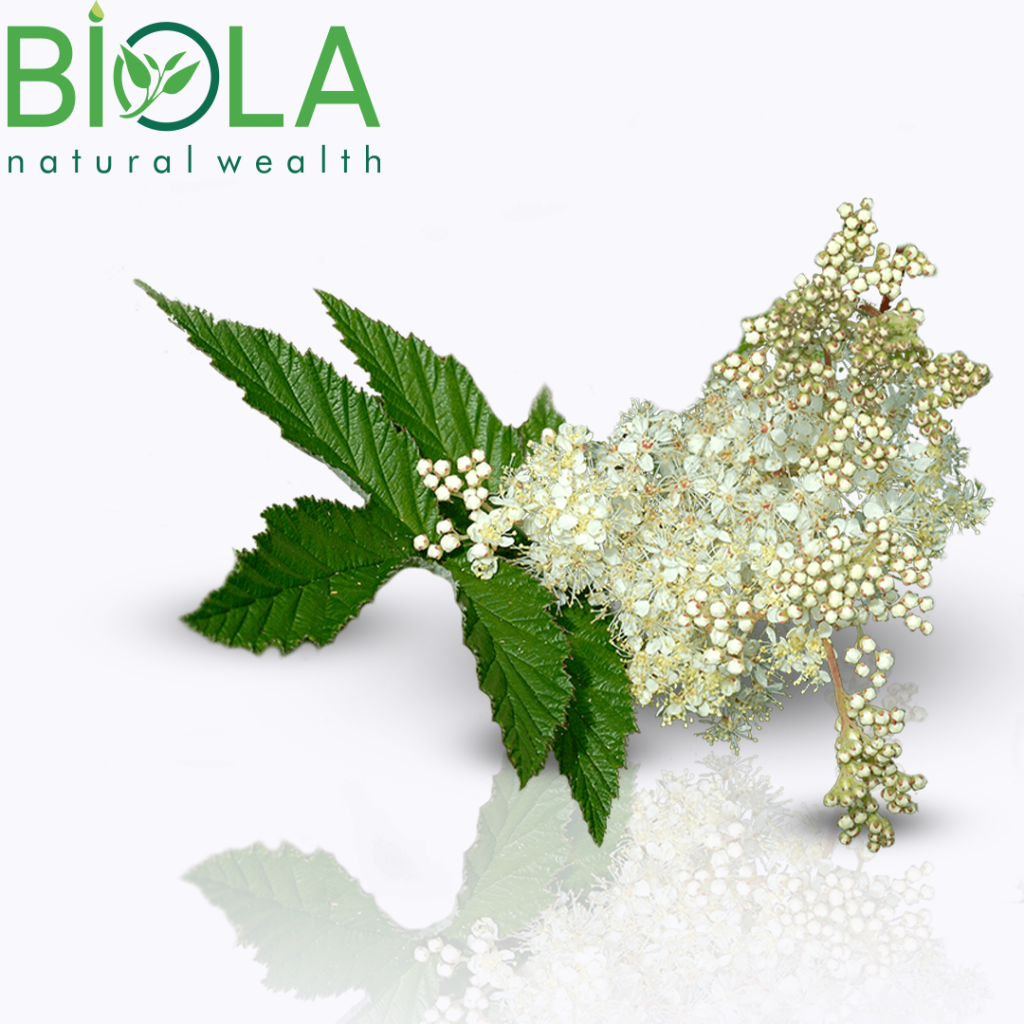 Ulmaria (Filipendula ulmaria)