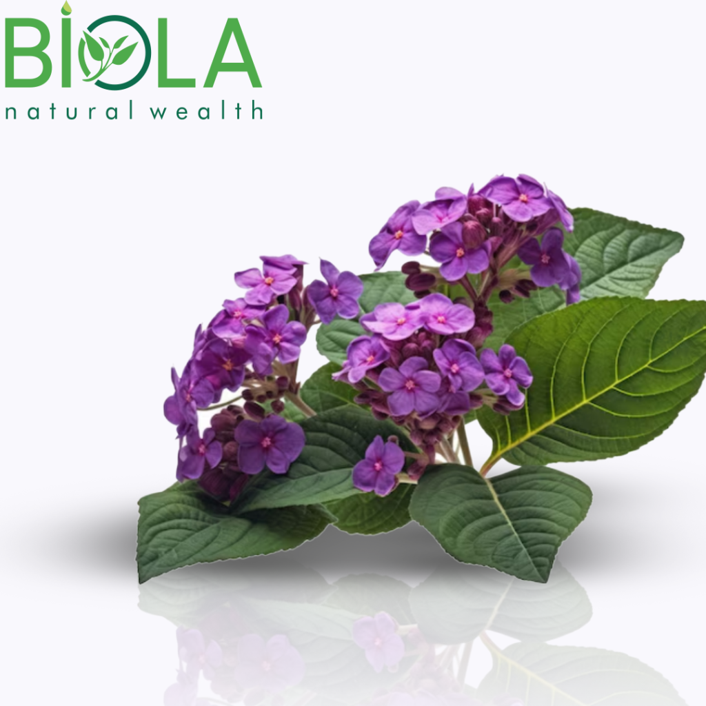 Heliotrope