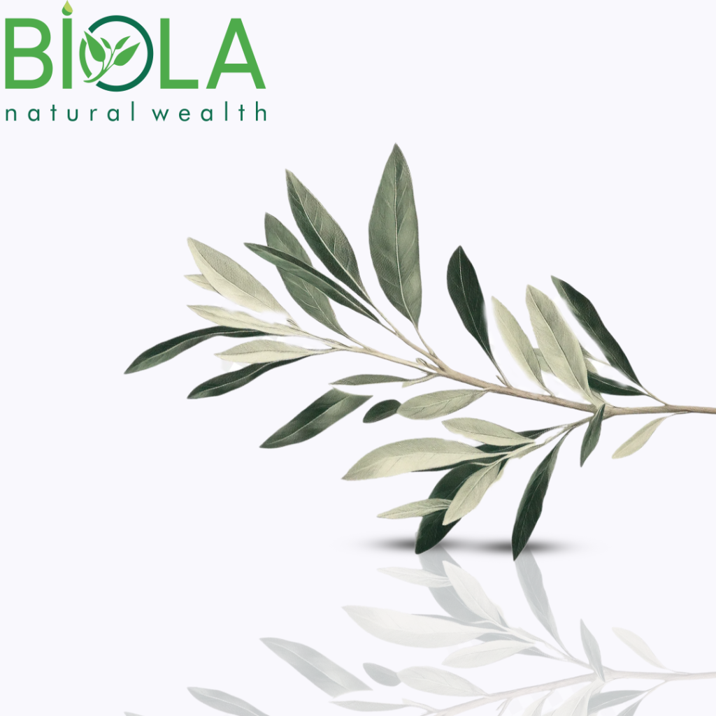 Olive Leaf