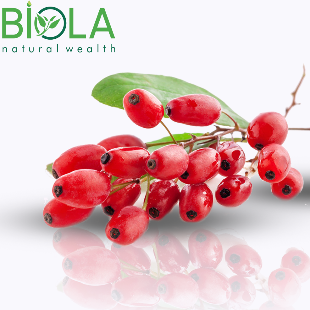 Barberry